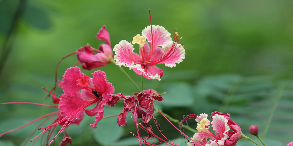 Wild flowers